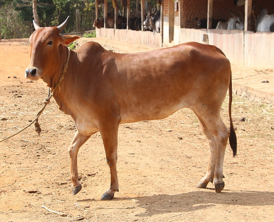 Red Kandhari